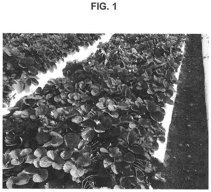 Figure 1 of US plant patent PP34936, the photograph of PE-11.2175 printed in the patent.