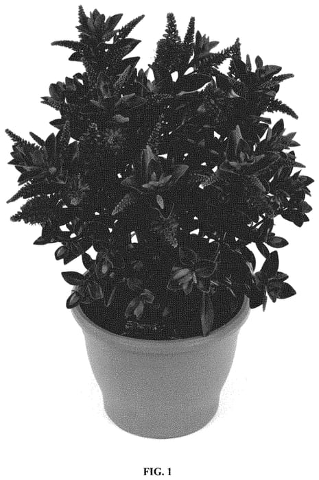 Figure 1 of US plant patent PP34937, the photograph of HL1802019 printed in the patent.