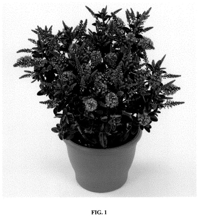 Figure 1 of US plant patent PP34938, the photograph of HM150255 printed in the patent.