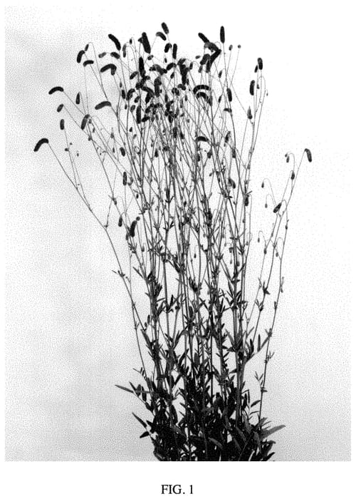 Figure 1 of US plant patent PP34939, the photograph of Fall Dream printed in the patent.