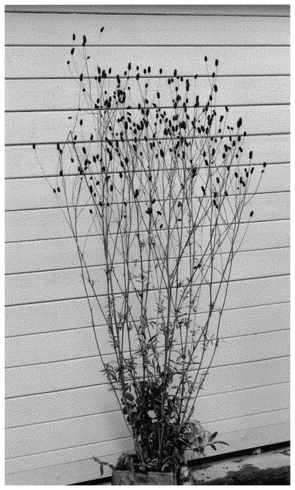 Figure 1 of US plant patent PP34940, the photograph of Tough Dream printed in the patent.