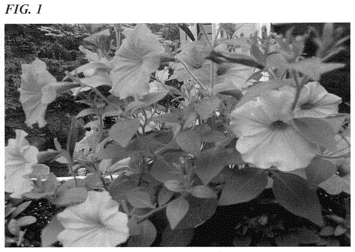 Figure 1 of US plant patent PP34941, the photograph of JM09191940 printed in the patent.