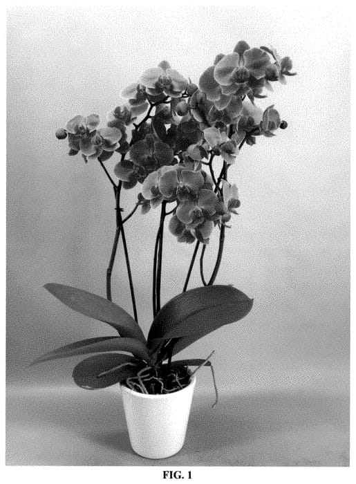 Figure 1 of US plant patent PP34942, the photograph of PHA441188 printed in the patent.