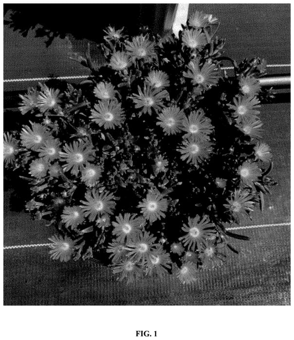 Figure 1 of US plant patent PP34943, the photograph of T1821 printed in the patent.