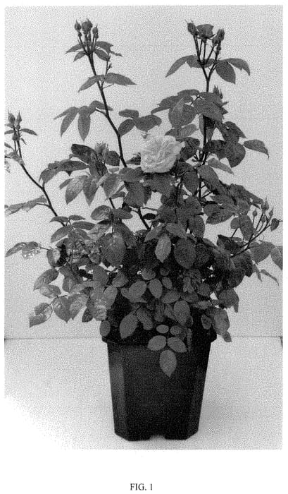 Figure 1 of US plant patent PP34944, the photograph of NOA39131 printed in the patent.