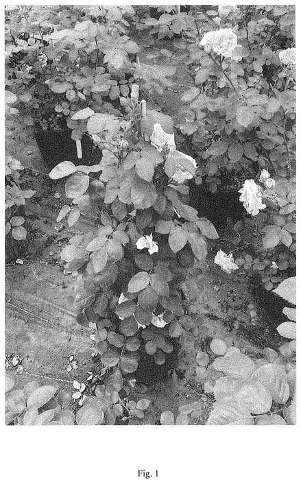 Figure 1 of US plant patent PP34945, the photograph of BOZFRA021 printed in the patent.