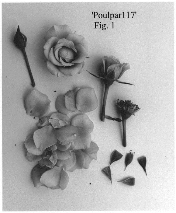 Figure 1 of US plant patent PP34946, the photograph of Poulpar117 printed in the patent.
