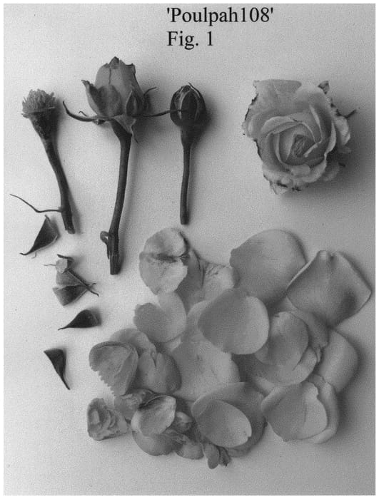 Figure 1 of US plant patent PP34947, the photograph of Poulpah108 printed in the patent.