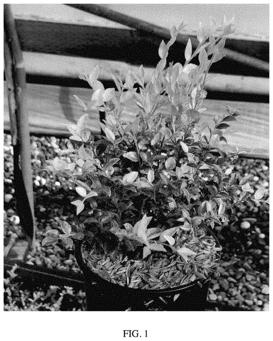 Figure 1 of US plant patent PP34948, the photograph of Vacbri2 printed in the patent.
