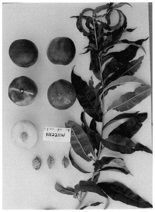Figure 1 of US plant patent PP34949, the photograph of Sunect30 printed in the patent.