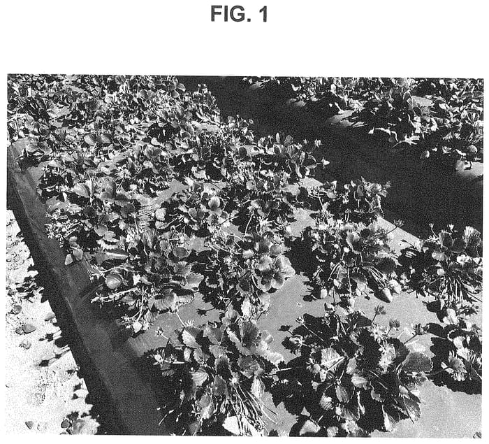 Figure 1 of US plant patent PP34950, the photograph of BG-11.3209 printed in the patent.