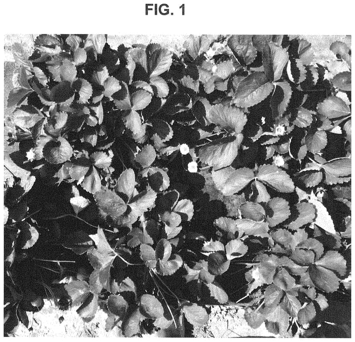 Figure 1 of US plant patent PP34951, the photograph of SB_14_225-001 printed in the patent.