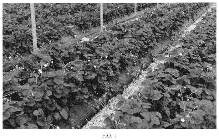 Figure 1 of US plant patent PP34952, the photograph of NSG 9 printed in the patent.
