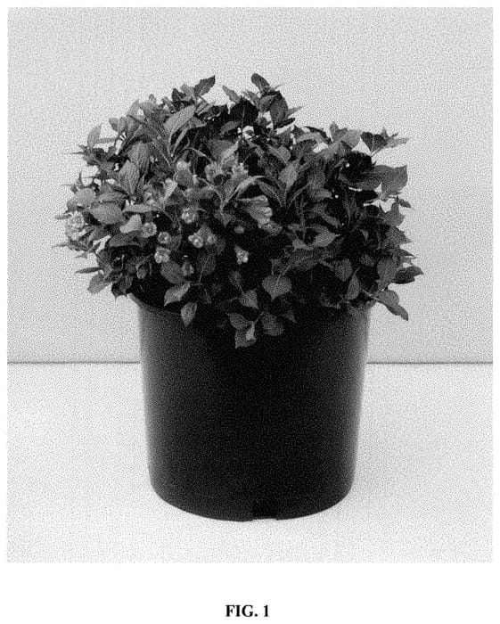 Figure 1 of US plant patent PP34953, the photograph of VBL1 printed in the patent.
