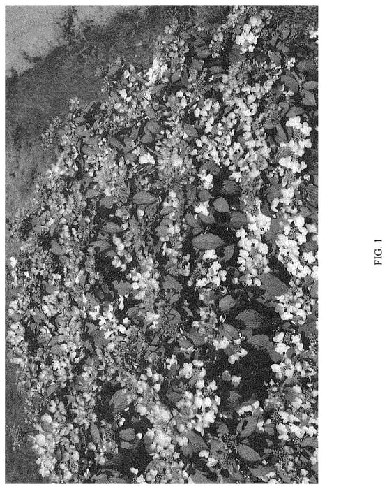 Figure 1 of US plant patent PP34954, the photograph of ILVOMONO printed in the patent.
