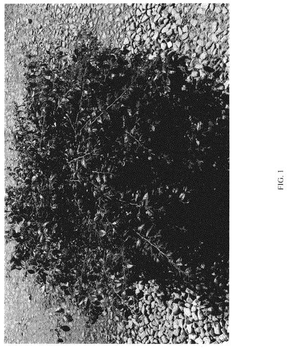 Figure 1 of US plant patent PP34955, the photograph of LRD-02-20 printed in the patent.