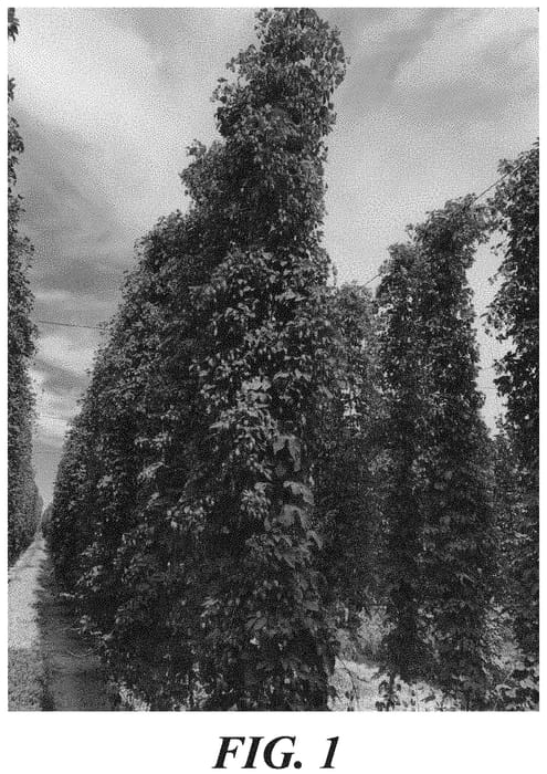 Figure 1 of US plant patent PP34956, the photograph of HBC 1019 printed in the patent.