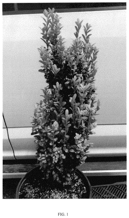 Figure 1 of US plant patent PP34957, the photograph of DRO-IMT printed in the patent.
