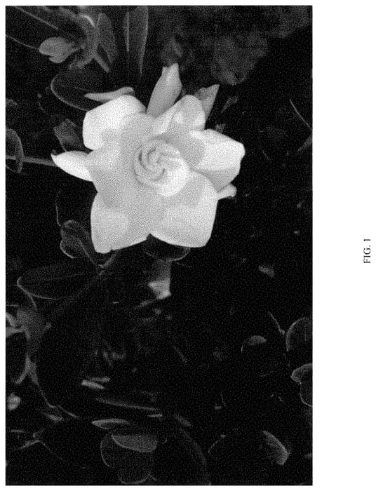 Figure 1 of US plant patent PP34958, the photograph of ST-07-20 printed in the patent.