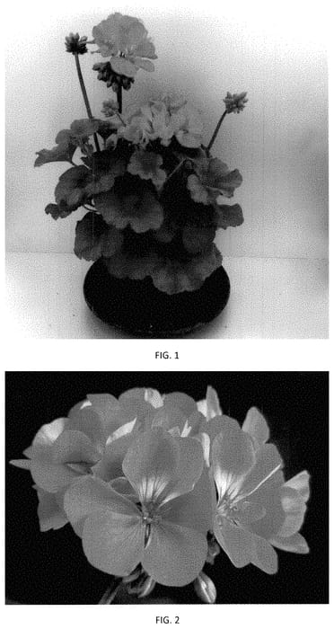 Figure 1 of US plant patent PP34959, the photograph of PEQZ0094 printed in the patent.