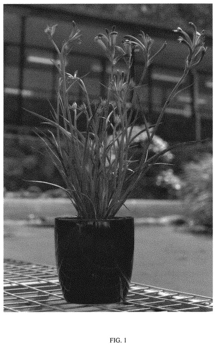 Figure 1 of US plant patent PP34960, the photograph of KPCARN printed in the patent.
