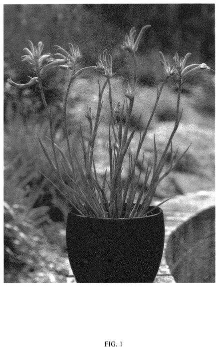 Figure 1 of US plant patent PP34961, the photograph of KPAUSP printed in the patent.