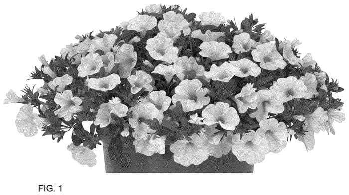 Figure 1 of US plant patent PP34962, the photograph of Docalalnawhi 22 printed in the patent.