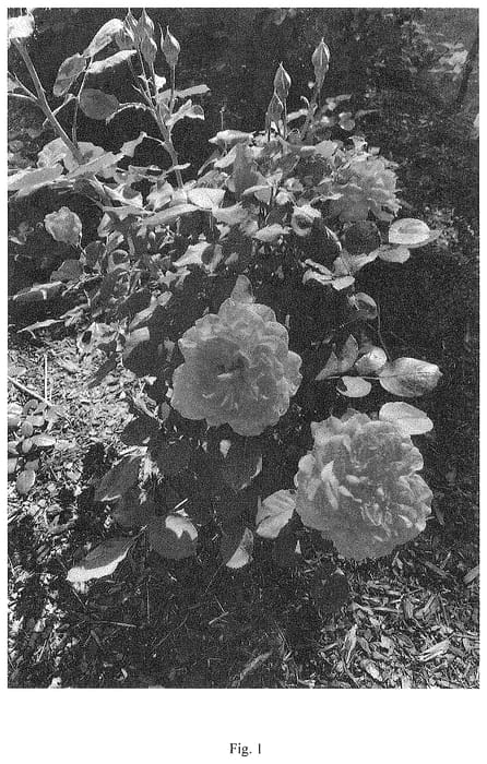 Figure 1 of US plant patent PP34963, the photograph of BOZFRA221 printed in the patent.