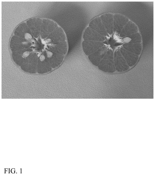 Figure 1 of US plant patent PP34964, the photograph of 12C009 printed in the patent.