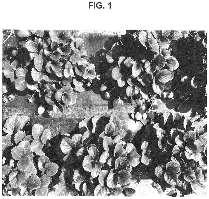 Figure 1 of US plant patent PP34965, the photograph of SB_13_177-015 printed in the patent.