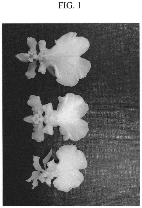 Figure 1 of US plant patent PP34967, the photograph of HONEY MICHELL printed in the patent.