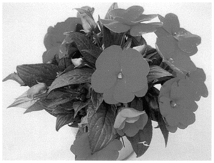 Figure 1 of US plant patent PP34968, the photograph of KLENI21160 printed in the patent.