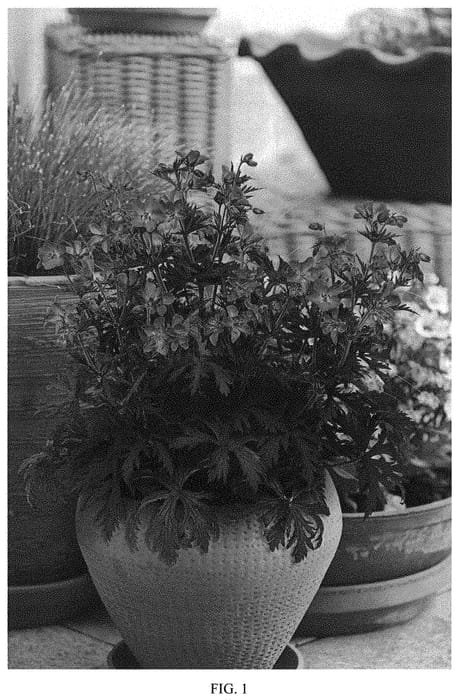 Figure 1 of US plant patent PP34969, the photograph of Storm Cloud printed in the patent.