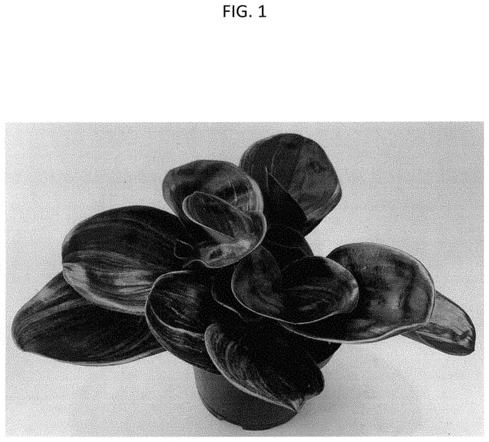 Figure 1 of US plant patent PP34970, the photograph of CF-MKR-GR1 printed in the patent.