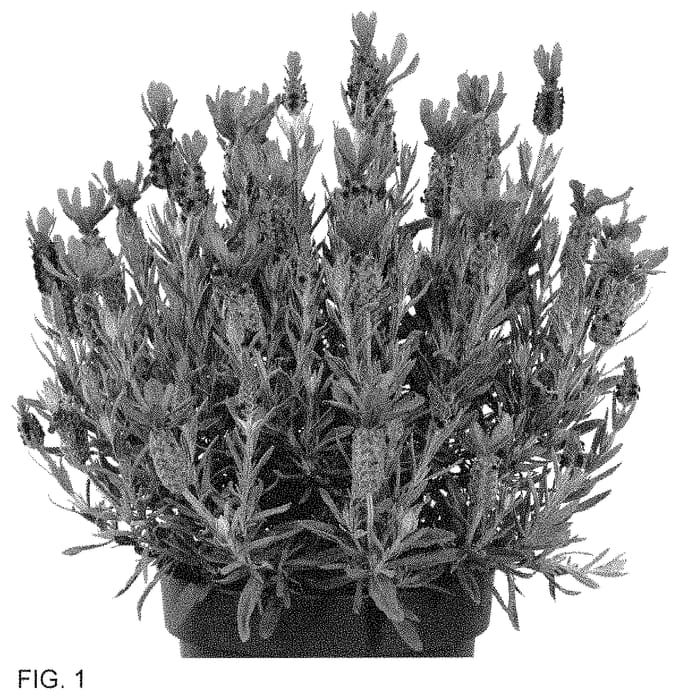 Figure 1 of US plant patent PP34971, the photograph of Anouk Deluxe 16054 printed in the patent.
