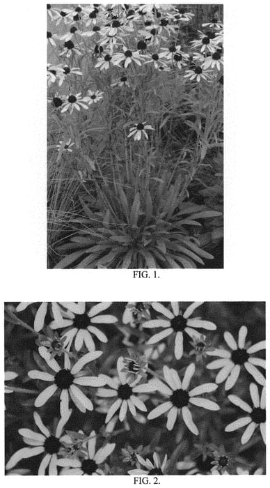 Figure 1 of US plant patent PP34972, the photograph of Sweet as Honey printed in the patent.