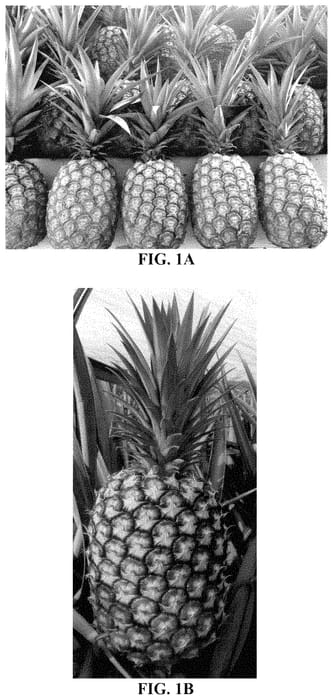 Figure 1 of US plant patent PP34973, the photograph of Dole-34 printed in the patent.