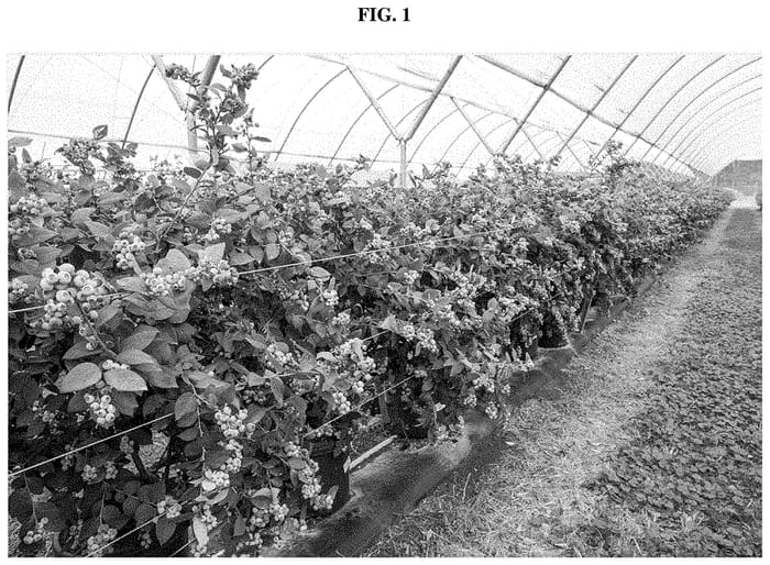 Figure 1 of US plant patent PP34974, the photograph of C13-051 printed in the patent.