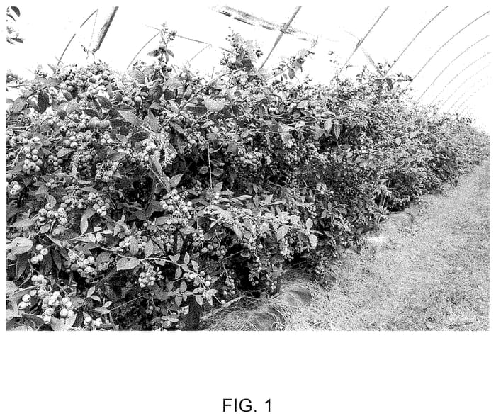 Figure 1 of US plant patent PP34975, the photograph of C14-409 printed in the patent.