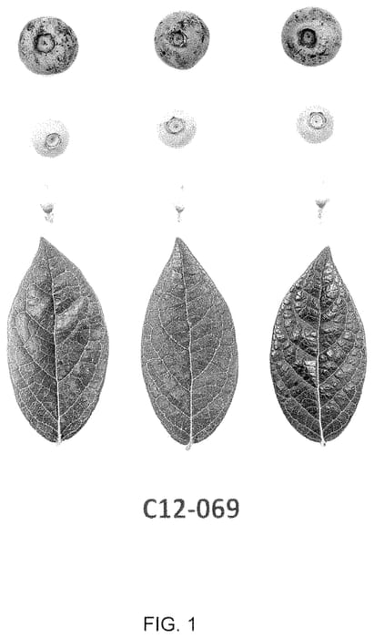 Figure 1 of US plant patent PP34976, the photograph of C12-069 printed in the patent.