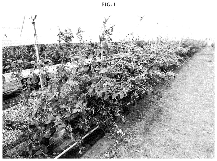 Figure 1 of US plant patent PP34977, the photograph of C15-143 printed in the patent.