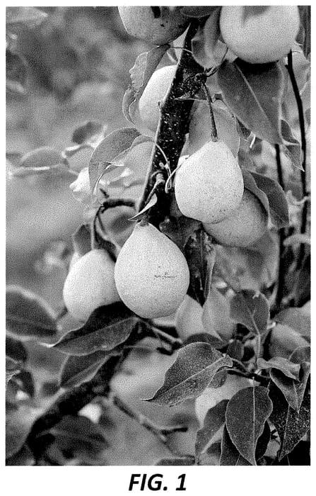 Figure 1 of US plant patent PP34978, the photograph of PremP099 printed in the patent.