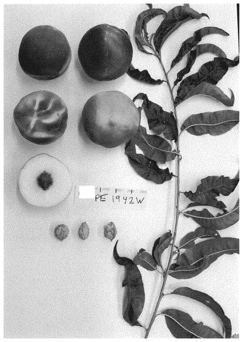 Figure 1 of US plant patent PP34979, the photograph of Supech27 printed in the patent.