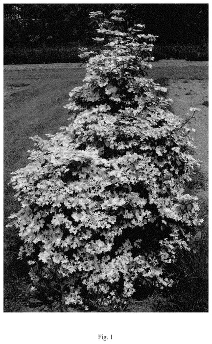 Figure 1 of US plant patent PP34980, the photograph of ILVOGAMI printed in the patent.