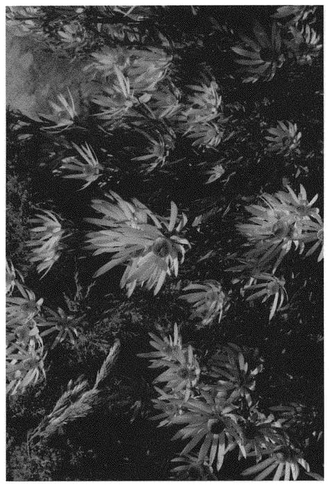 Figure 1 of US plant patent PP34981, the photograph of STARTREUSE printed in the patent.