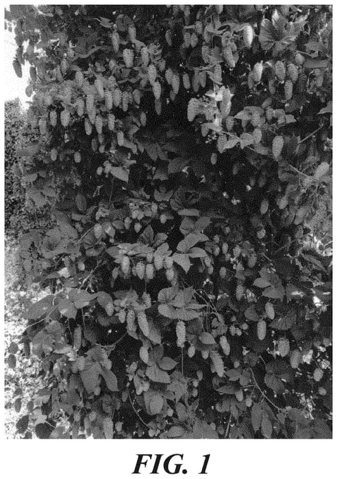 Figure 1 of US plant patent PP34982, the photograph of HBC 843 printed in the patent.
