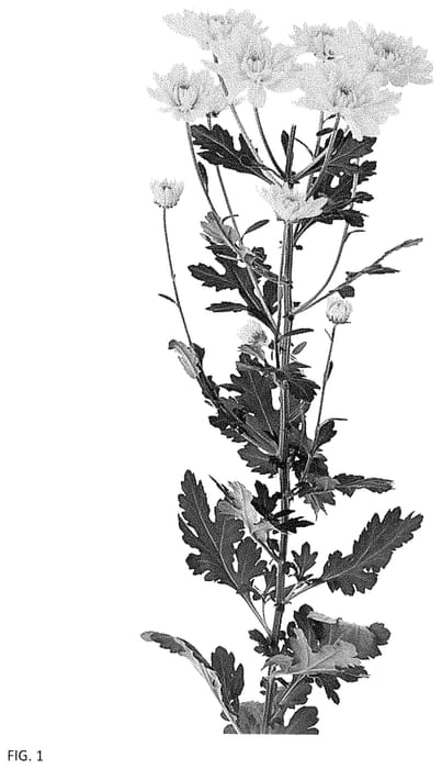 Figure 1 of US plant patent PP34983, the photograph of DLFDALL2 printed in the patent.