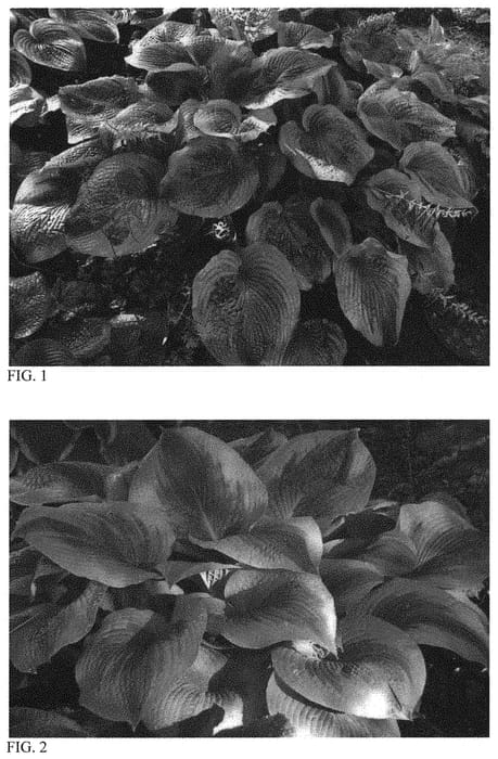 Figure 1 of US plant patent PP34984, the photograph of Twin Cities printed in the patent.