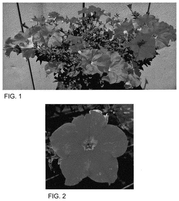 Figure 1 of US plant patent PP34985, the photograph of Surf Ikuyoko printed in the patent.