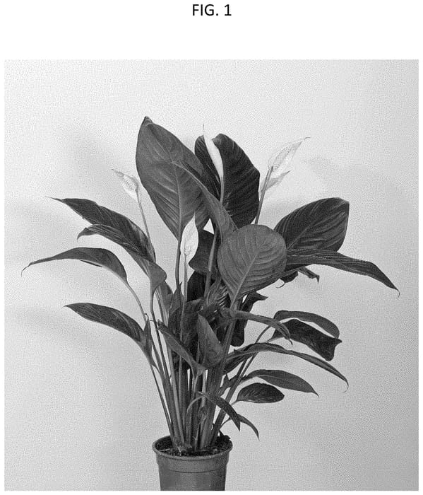 Figure 1 of US plant patent PP34986, the photograph of Sweet Catalina printed in the patent.